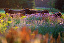 BUITEN BEELD Foto: 265071