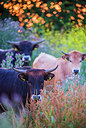 BUITEN BEELD Foto: 265093
