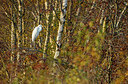 BUITEN BEELD Foto: 265156