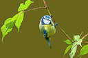 BUITEN BEELD Foto: 265157