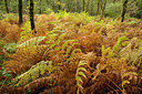 BUITEN BEELD Foto: 265175