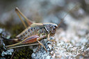 BUITEN BEELD Foto: 265250