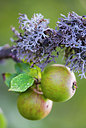 BUITEN BEELD Foto: 265340