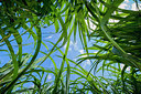BUITEN BEELD Foto: 265388