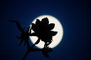 BUITEN BEELD Foto: 265454