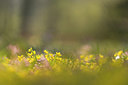 BUITEN BEELD Foto: 265543