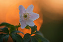 BUITEN BEELD Foto: 265549