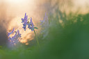BUITEN BEELD Foto: 265587