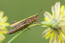 BUITEN BEELD Foto: 265594
