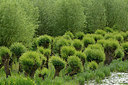 BUITEN BEELD Foto: 265602