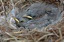 BUITEN BEELD Foto: 265627
