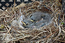 BUITEN BEELD Foto: 265628