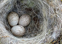 BUITEN BEELD Foto: 265630