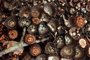 BUITEN BEELD Foto: 265820