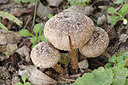 BUITEN BEELD Foto: 265828
