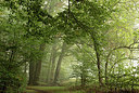 BUITEN BEELD Foto: 265832