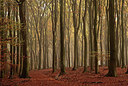 BUITEN BEELD Foto: 265873