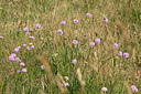 BUITEN BEELD Foto: 265922