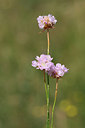 BUITEN BEELD Foto: 265924