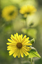 BUITEN BEELD Foto: 265946