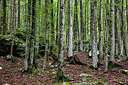 BUITEN BEELD Foto: 265967