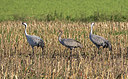 BUITEN BEELD Foto: 266036
