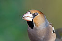 BUITEN BEELD Foto: 266086