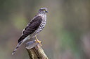 BUITEN BEELD Foto: 266100
