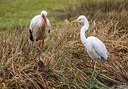 BUITEN BEELD Foto: 266195