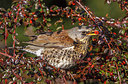 BUITEN BEELD Foto: 266198