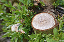 BUITEN BEELD Foto: 266221