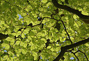 BUITEN BEELD Foto: 266224