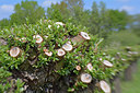 BUITEN BEELD Foto: 266229