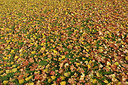 BUITEN BEELD Foto: 266274