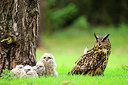 BUITEN BEELD Foto: 266291