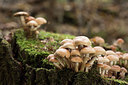 BUITEN BEELD Foto: 266333