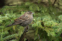BUITEN BEELD Foto: 266334