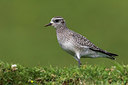 BUITEN BEELD Foto: 266349
