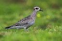 BUITEN BEELD Foto: 266350