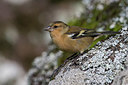 BUITEN BEELD Foto: 266365