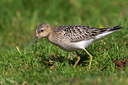 BUITEN BEELD Foto: 266534