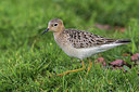BUITEN BEELD Foto: 266543