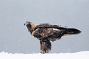 BUITEN BEELD Foto: 266602