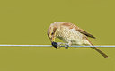 BUITEN BEELD Foto: 266627