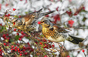 BUITEN BEELD Foto: 266629