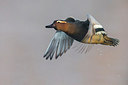 BUITEN BEELD Foto: 266715