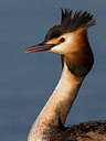 BUITEN BEELD Foto: 266742