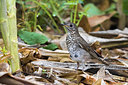 BUITEN BEELD Foto: 266753