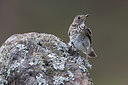 BUITEN BEELD Foto: 266762