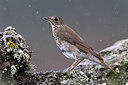 BUITEN BEELD Foto: 266763